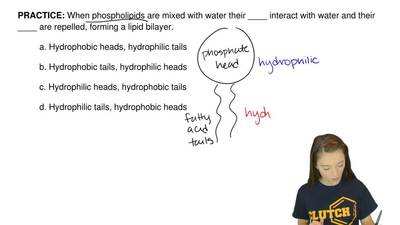 phospholipid molecule